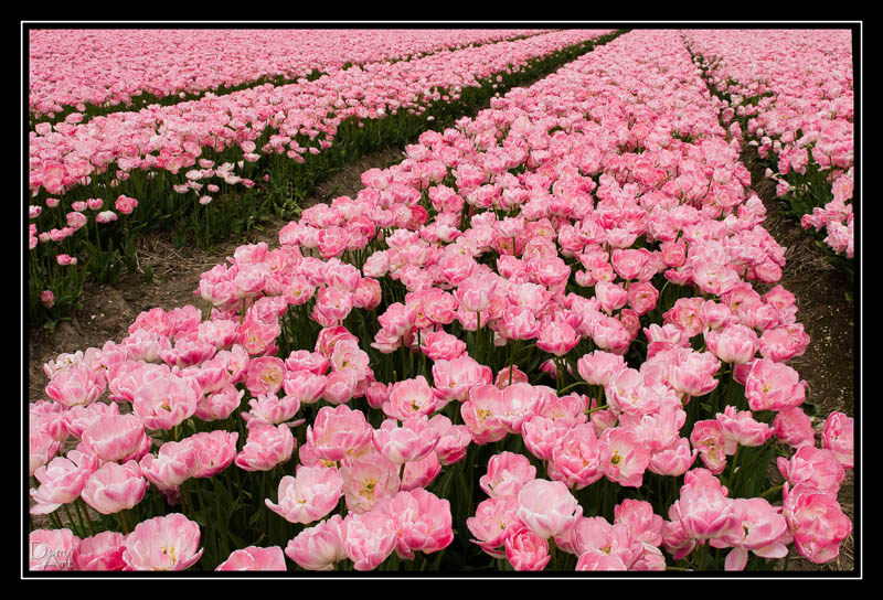 Champs de tulipes 2.jpg